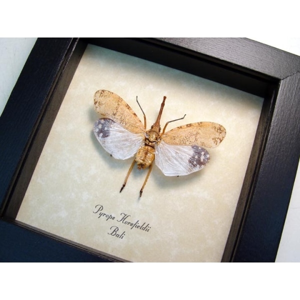 Pyrops horsfieldii White Ghost Lanternfly Framed Taxidermy Display