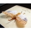 Pyrops horsfieldii White Ghost Lanternfly Framed Taxidermy Display
