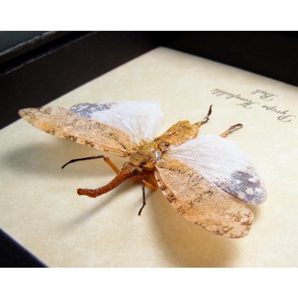 Pyrops horsfieldii White Ghost Lanternfly Framed Taxidermy Display