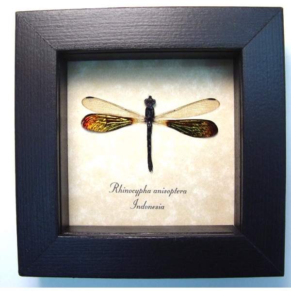 Rhinocypha anisoptera Rainbow Damselfly Real Framed Taxidermy Display