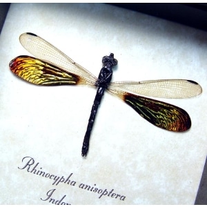 Rhinocypha anisoptera Rainbow Damselfly Real Framed Taxidermy Display
