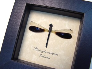 Rhinocypha anisoptera Blue damselfly Real Framed Taxidermy Display