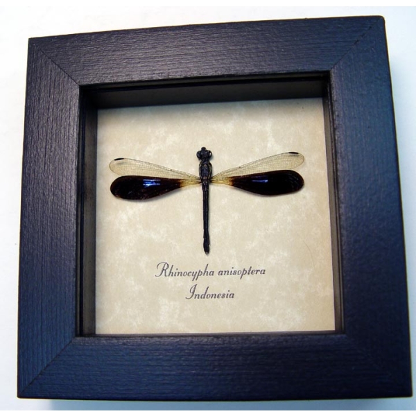 Rhinocypha anisoptera Blue damselfly Real Framed Taxidermy Display