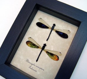 Rhinocypha anisoptera Set Rainbow Damselfly Framed Taxidermy Display