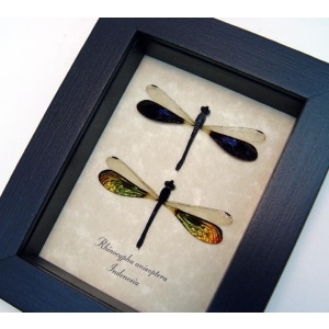 Rhinocypha anisoptera Set Rainbow Damselfly Framed Taxidermy Display