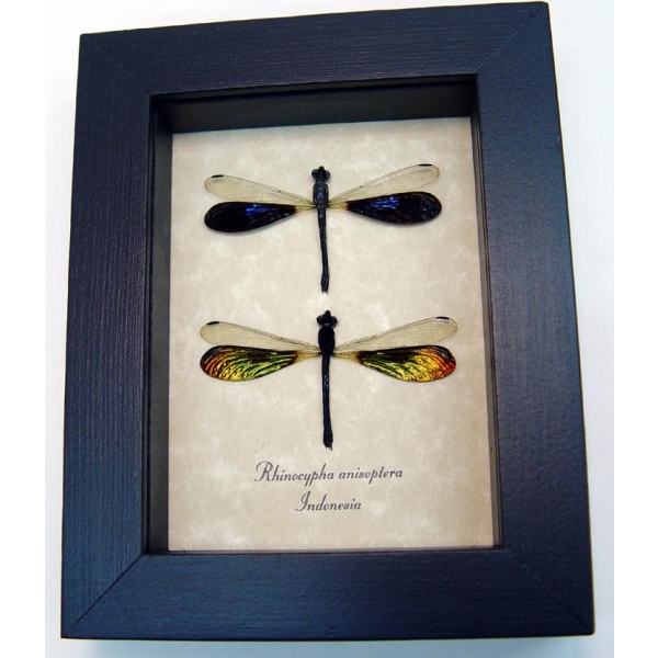 Rhinocypha anisoptera Set Rainbow Damselfly Framed Taxidermy Display Rhinocypha anisoptera Set Rainbow Damselfly Framed Taxidermy Display