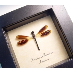 Rhinocypha fenestrata Jewel damselfly Framed Taxidermy Display