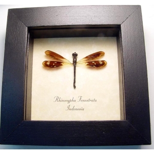 Rhinocypha fenestrata Jewel damselfly Framed Taxidermy Display