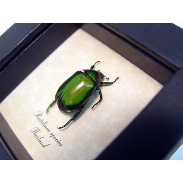 Green Leaf Jewel Beetle Rutelinae Framed Taxidermy Display