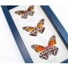 Silver Spot Collection Agraulis vanillae Dione juno Framed Butterflies Taxidermy Display