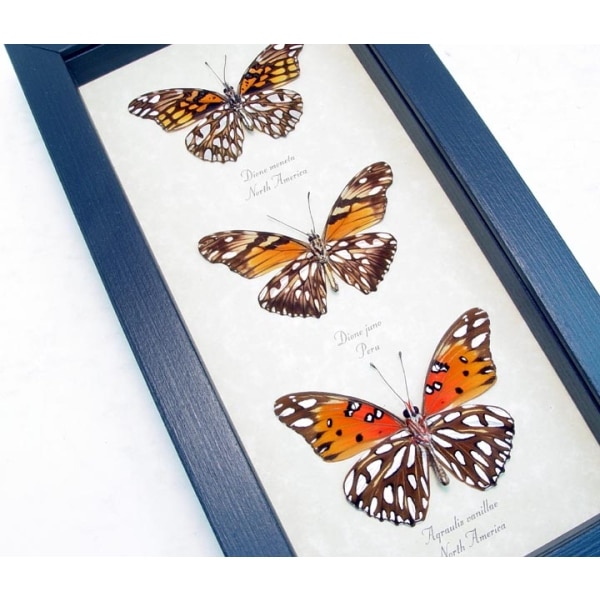 Silver Spot Collection Agraulis vanillae Dione juno Framed Butterflies Taxidermy Display