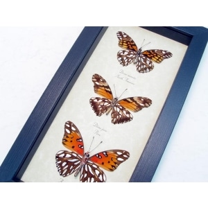 Silver Spot Collection Agraulis vanillae Dione juno Framed Butterflies Taxidermy Display