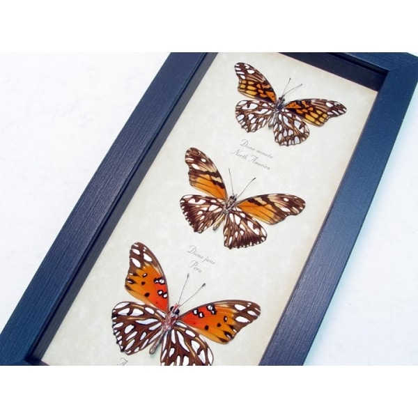 Silver Spot Collection Agraulis vanillae Dione juno Framed Butterflies Taxidermy Display