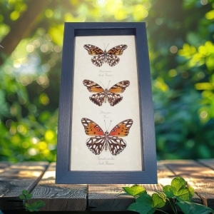 Silver Spot Collection Agraulis vanillae Dione juno Framed Butterflies Taxidermy Display