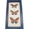 Silver Spot Collection Agraulis vanillae Dione juno Framed Butterflies Taxidermy Display