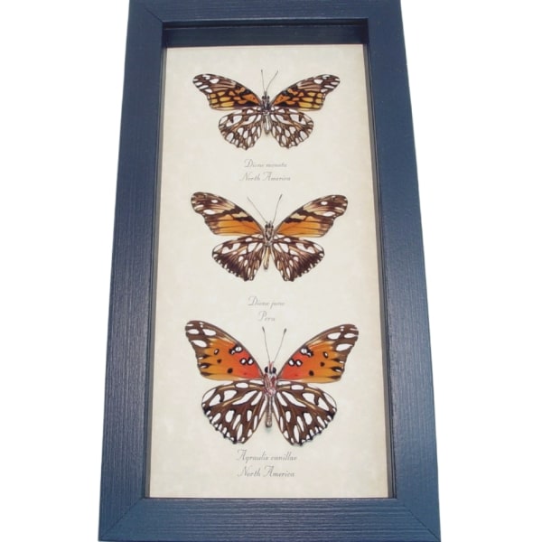 Silver Spot Collection Agraulis vanillae Dione juno Framed Butterflies Taxidermy Display