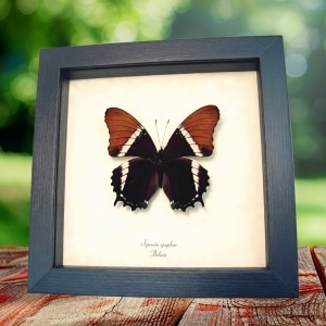 Rusty Tipped Page Butterfly Siproeta Epaphus Framed Taxidermy Display
