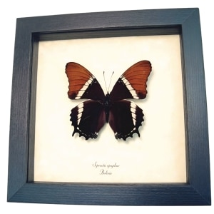 Rusty Tipped Page Butterfly Siproeta Epaphus Framed Taxidermy Display