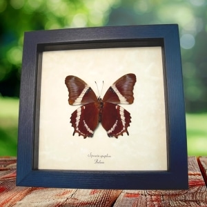 Rusty Tipped Page Butterfly Siproeta Epaphus Verso Framed Taxidermy Display