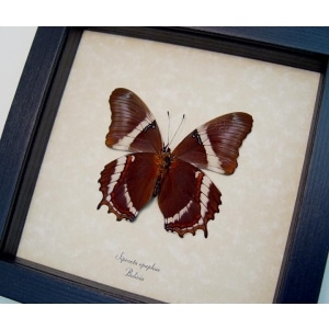 Siproeta Epaphus Verso Rusty Tipped Page Butterfly Framed Taxidermy Display