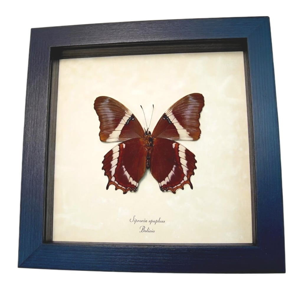 Rusty Tipped Page Butterfly Siproeta Epaphus Verso Framed Taxidermy Display