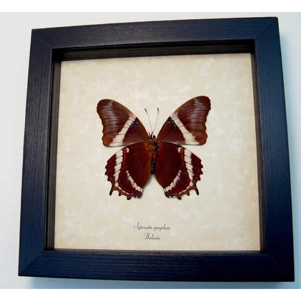 Siproeta Epaphus Verso Rusty Tipped Page Butterfly Framed Taxidermy Display