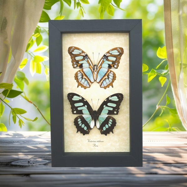 Siproeta stelenes Butterfly Set Malachite Green Butterflies Framed Taxidermy Display