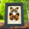 Smyrna blomfildia Butterflies Blomfild's Beauty Butterfly Collection Framed Taxidermy Display