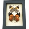 Smyrna blomfildia Butterflies Blomfild's Beauty Butterfly Collection Framed Taxidermy Display