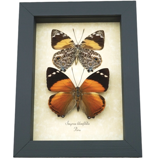 Smyrna blomfildia Butterflies Blomfild's Beauty Butterfly Collection Framed Taxidermy Display