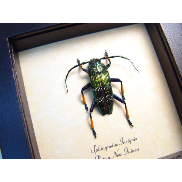 Sphingnotus insignis Green Longhorn Beetle Framed Taxidermy Display