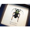 Sphingnotus insignis Green Longhorn Beetle Framed Taxidermy Display