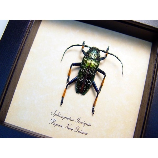 Sphingnotus insignis Green Longhorn Beetle Framed Taxidermy Display