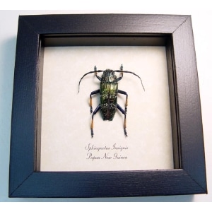 Sphingnotus insignis Green Longhorn Beetle Framed Taxidermy Display