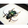 Sphingnotus insignis Green Longhorn Beetle Framed Taxidermy Display