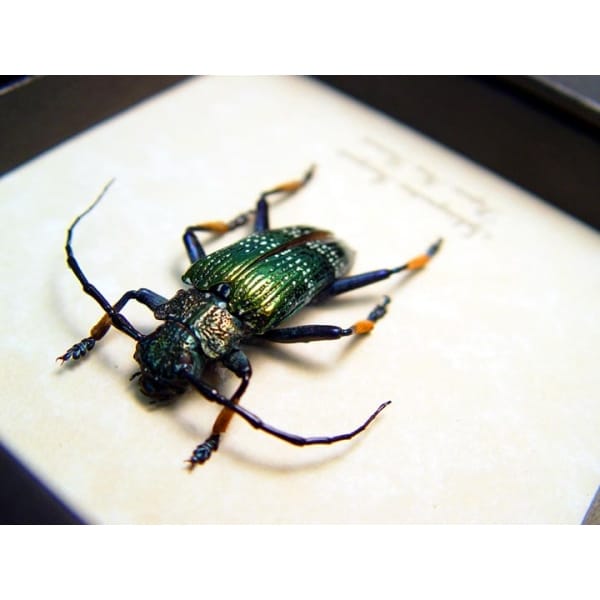 Sphingnotus insignis Green Longhorn Beetle Framed Taxidermy Display