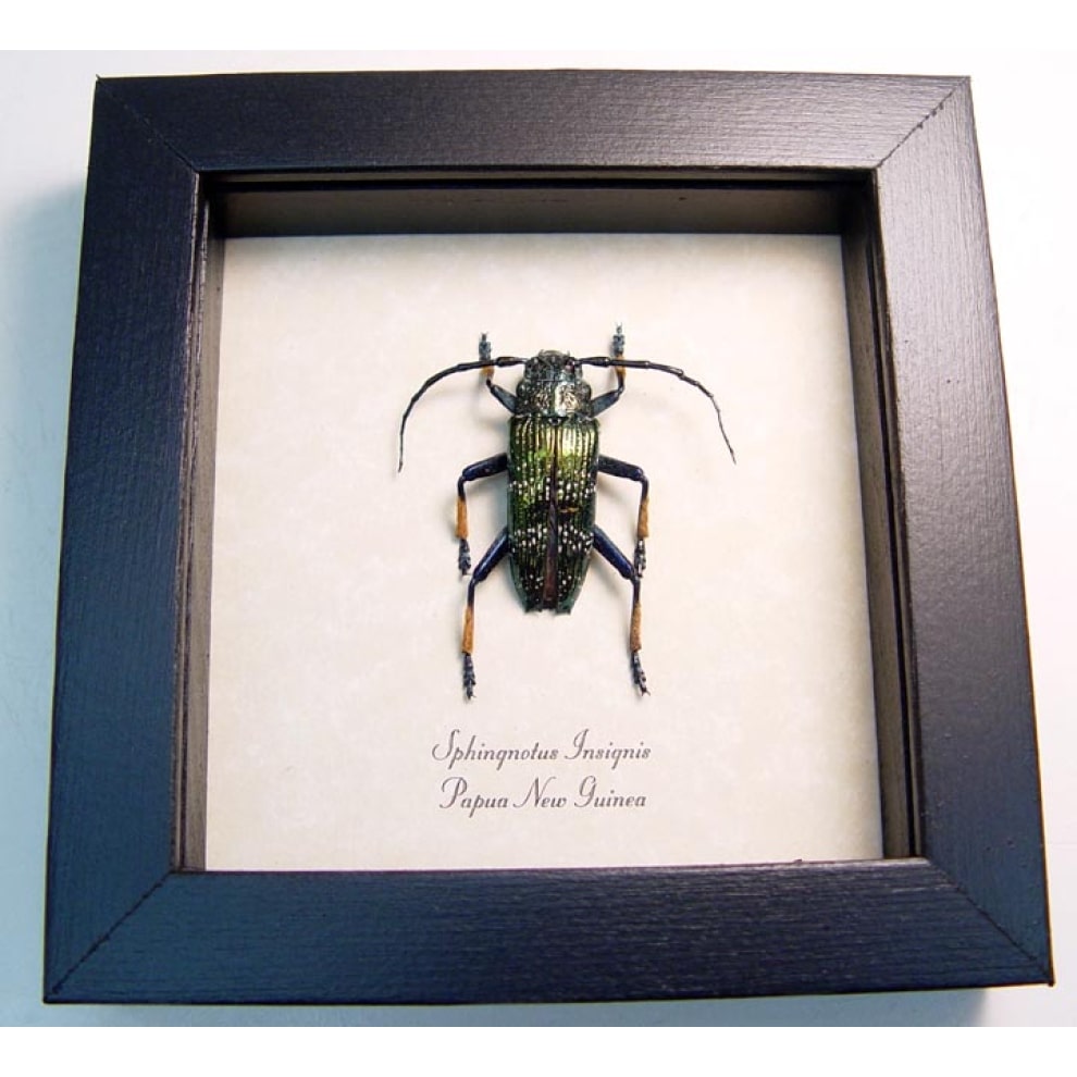 Sphingnotus insignis Green Longhorn Beetle Framed Taxidermy Display Sphingnotus insignis Green Longhorn Beetle Framed Taxidermy Display