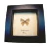 Silverline Butterfly Spindasis species verso Framed Taxidermy Display