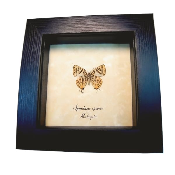 Silverline Butterfly Spindasis species verso Framed Taxidermy Display
