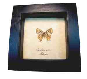 Silverline Butterfly Spindasis species verso Framed Taxidermy Display