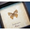 Spindasis species verso Silverline Butterfly Framed Taxidermy Display