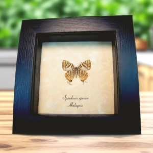 Silverline Butterfly Spindasis species verso Framed Taxidermy Display