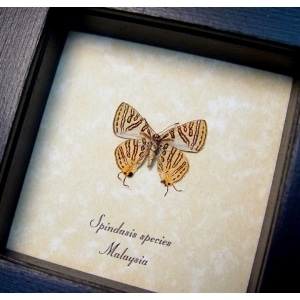 Spindasis species verso Silverline Butterfly Framed Taxidermy Display