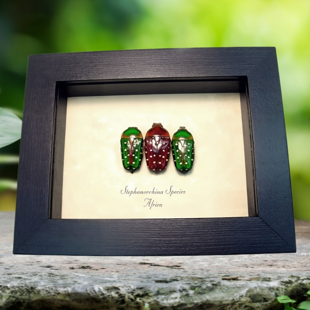 African Beetle Collection Red Green Stephanorrhina Beetles Framed Taxidermy Display