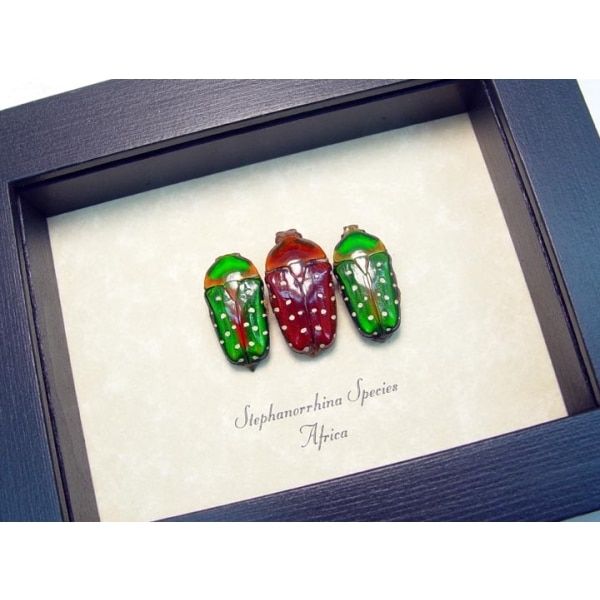 Stephanorrhina African Beetles Red Green Beetle Collection Framed Taxidermy Display