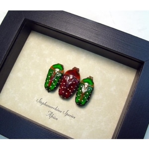 Stephanorrhina African Beetles Red Green Beetle Collection Framed Taxidermy Display