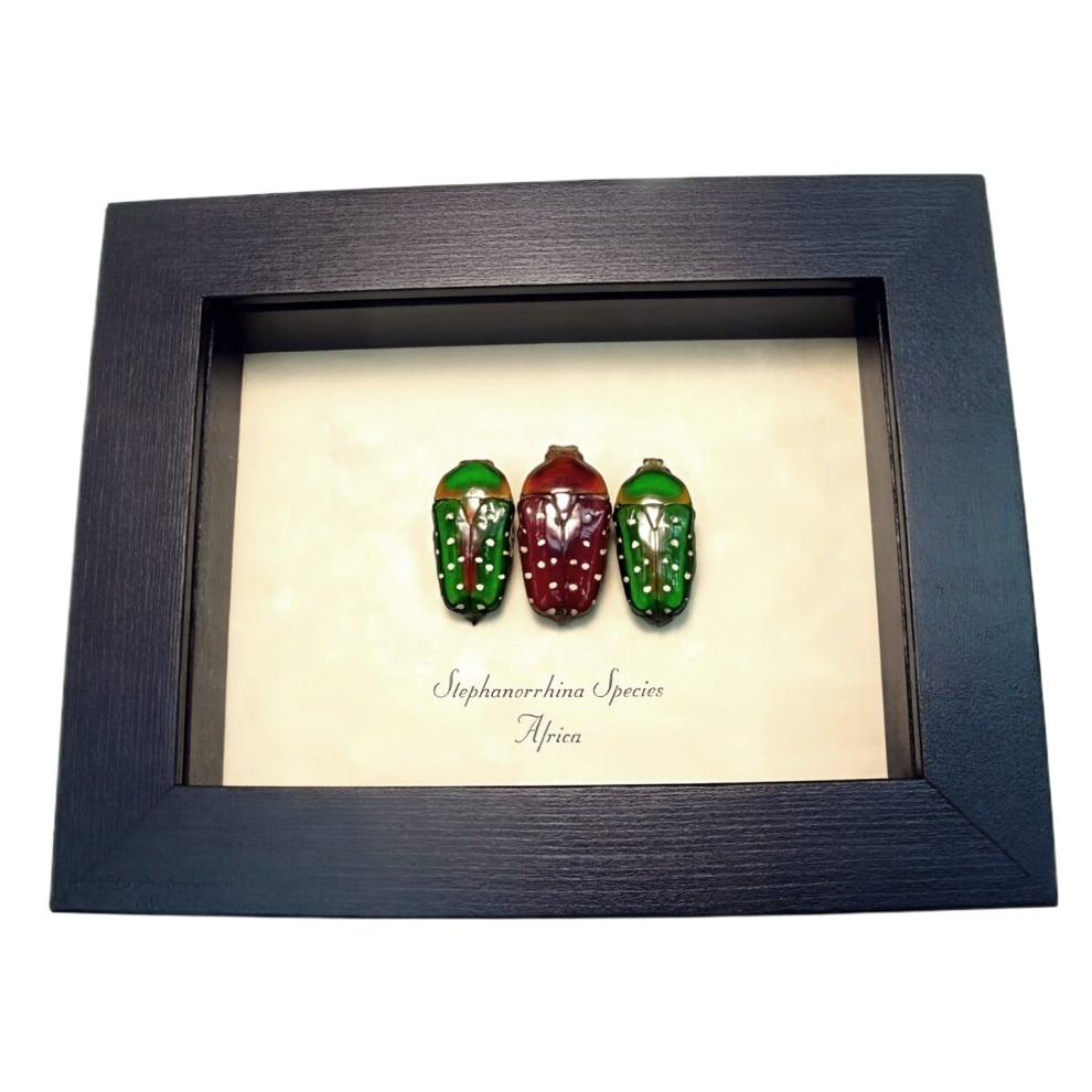 African Beetle Collection Red Green Stephanorrhina Beetles Framed Taxidermy Display