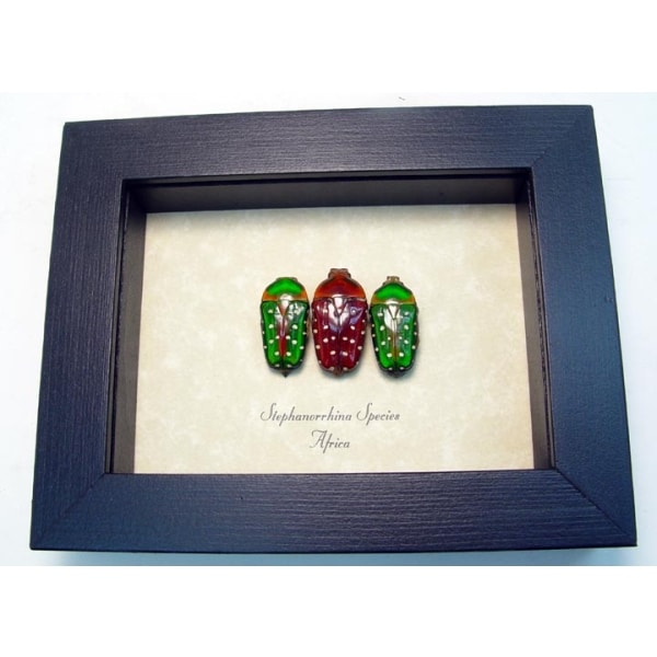 Stephanorrhina African Beetles Red Green Beetle Collection Framed Taxidermy Display