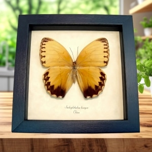 Jungle Queen Butterfly Stichophthalma howqua Framed Taxidermy Display