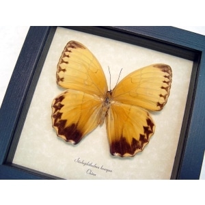 Stichophthalma howqua Jungle Queen Butterfly Framed Taxidermy Display